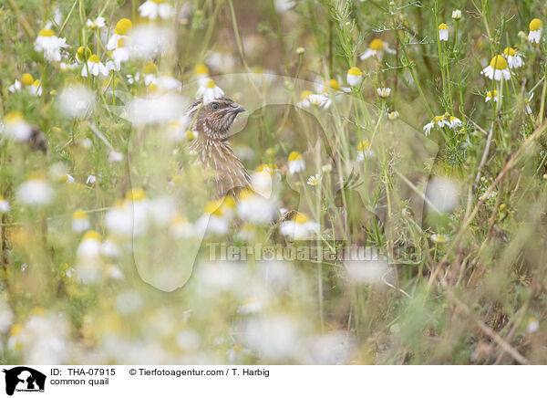 common quail / THA-07915