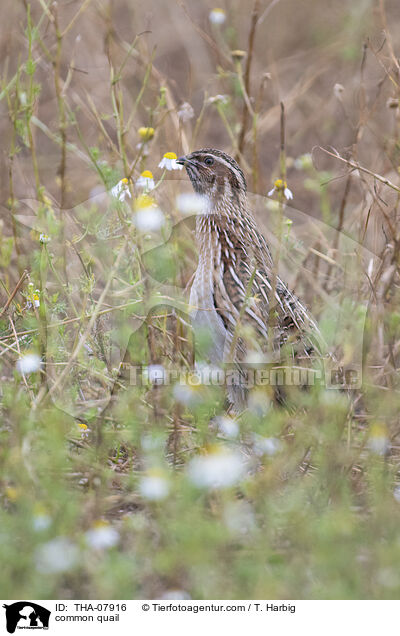 common quail / THA-07916