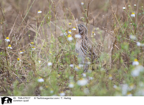 common quail / THA-07917