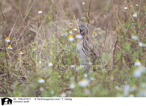 Europische Wachtel / common quail / THA-07917