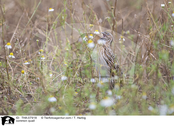 common quail / THA-07918