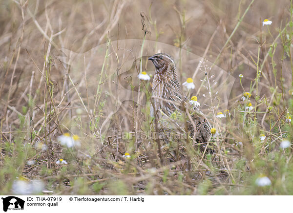 common quail / THA-07919