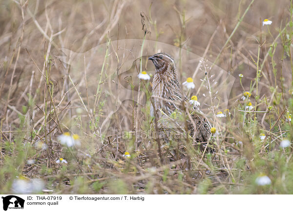 Europische Wachtel / common quail / THA-07919