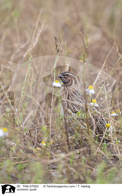 common quail / THA-07920