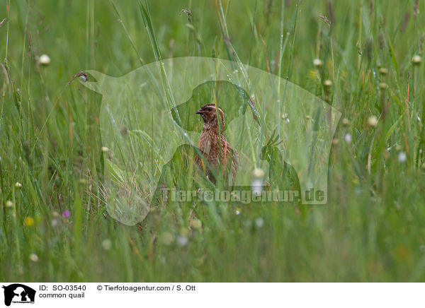 Europische Wachtel / common quail / SO-03540