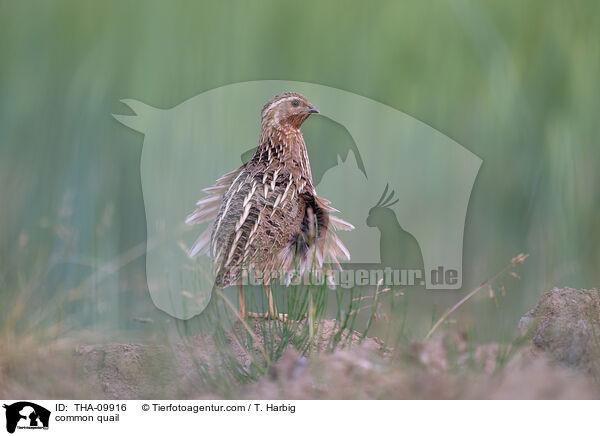 common quail / THA-09916