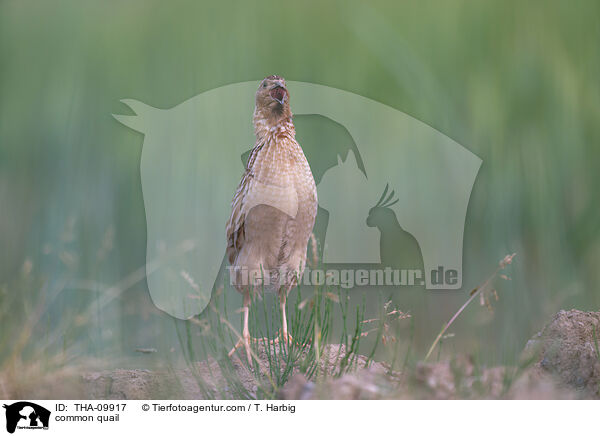 Europische Wachtel / common quail / THA-09917