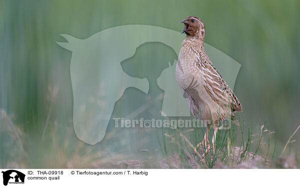 common quail / THA-09918