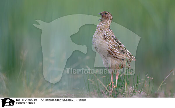 Europische Wachtel / common quail / THA-09919