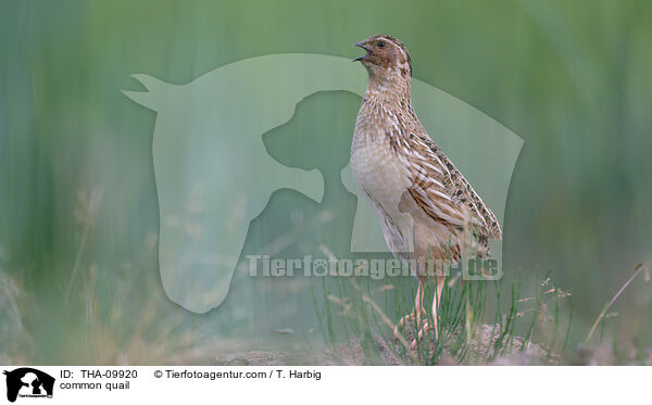 common quail / THA-09920