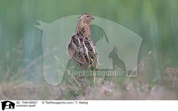 common quail / THA-09921