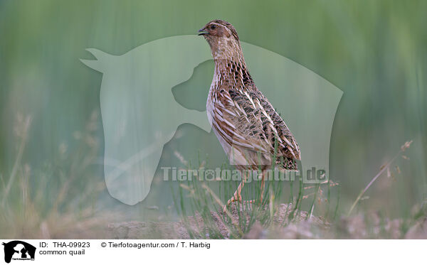 Europische Wachtel / common quail / THA-09923