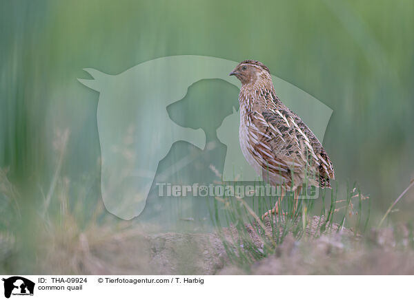 common quail / THA-09924