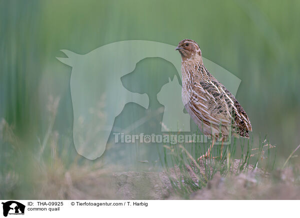 Europische Wachtel / common quail / THA-09925