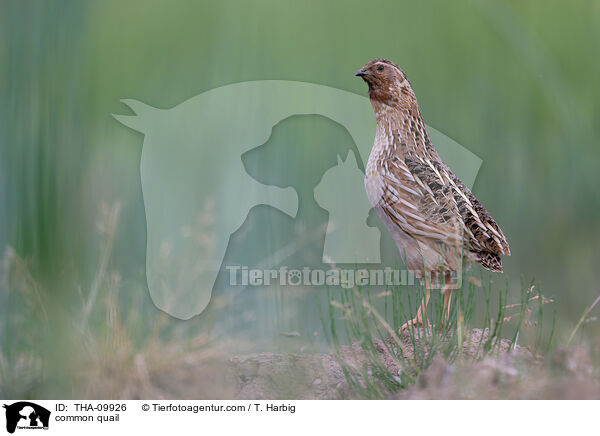 Europische Wachtel / common quail / THA-09926