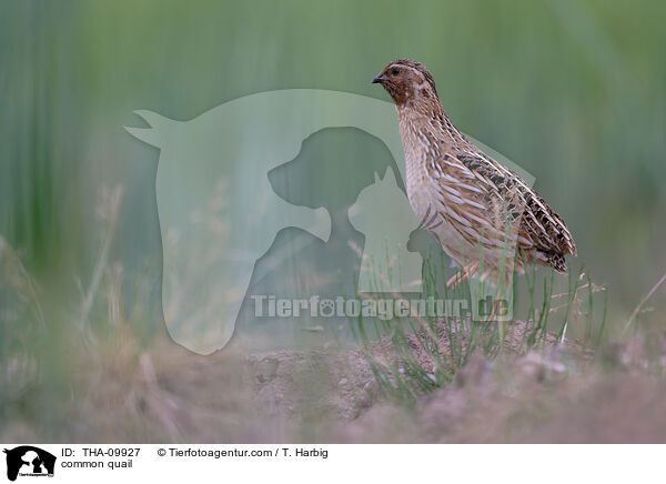 common quail / THA-09927