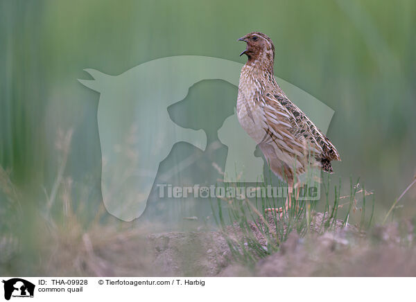 Europische Wachtel / common quail / THA-09928