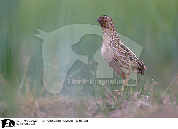 common quail / THA-09929