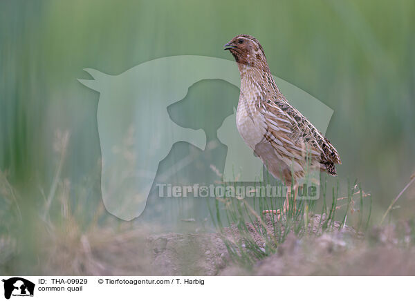 Europische Wachtel / common quail / THA-09929