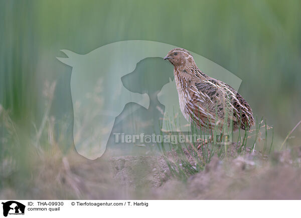 Europische Wachtel / common quail / THA-09930