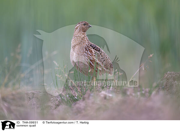 Europische Wachtel / common quail / THA-09931