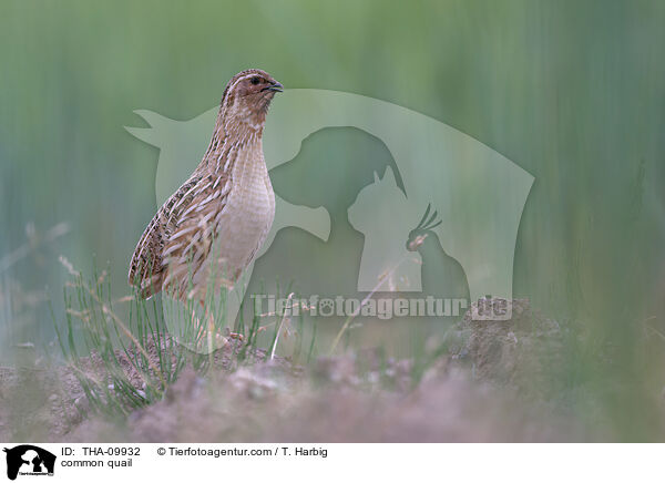 Europische Wachtel / common quail / THA-09932