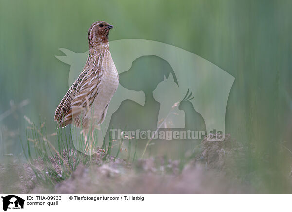 Europische Wachtel / common quail / THA-09933