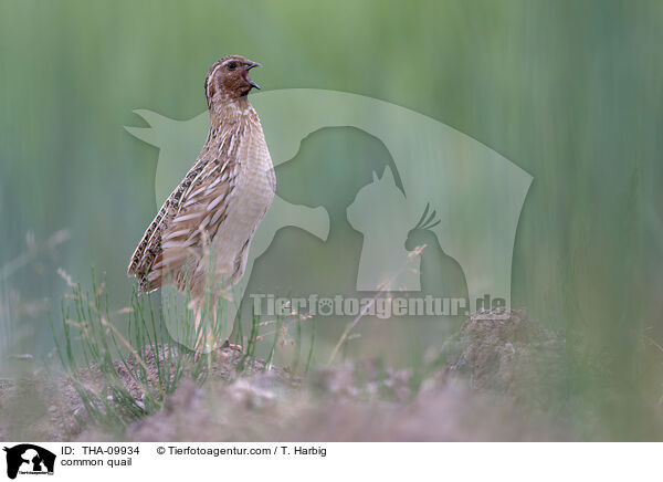 Europische Wachtel / common quail / THA-09934