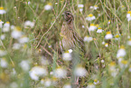 common quail