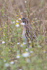 common quail