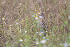 common quail