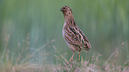 common quail