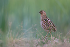 common quail