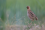 common quail