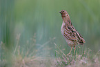 common quail