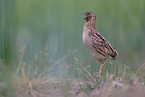 common quail