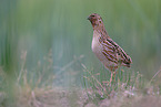 common quail