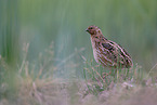 common quail