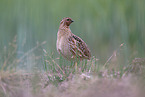 common quail