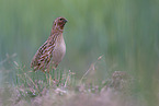 common quail