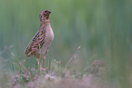 common quail