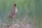 common quail