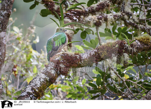 Quetzal / quetzal / JR-05633