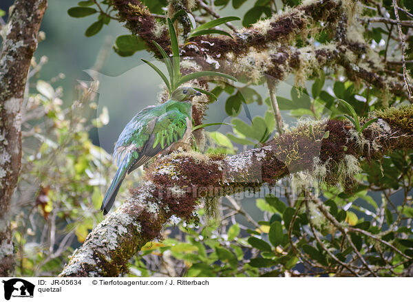 Quetzal / quetzal / JR-05634