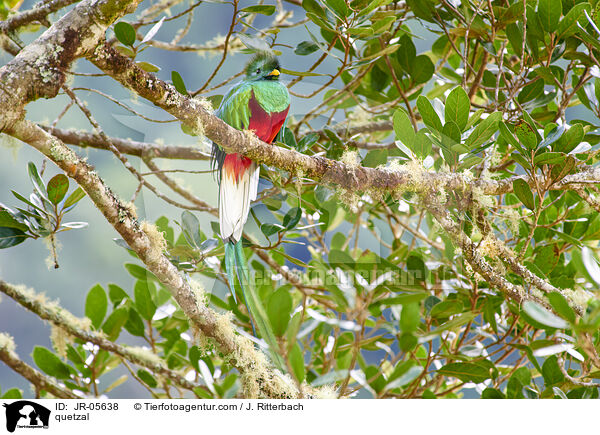 Quetzal / quetzal / JR-05638