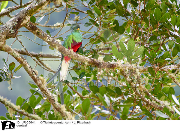 quetzal / JR-05641
