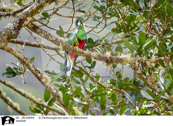 Quetzal / quetzal / JR-05645