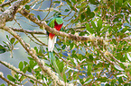 quetzal