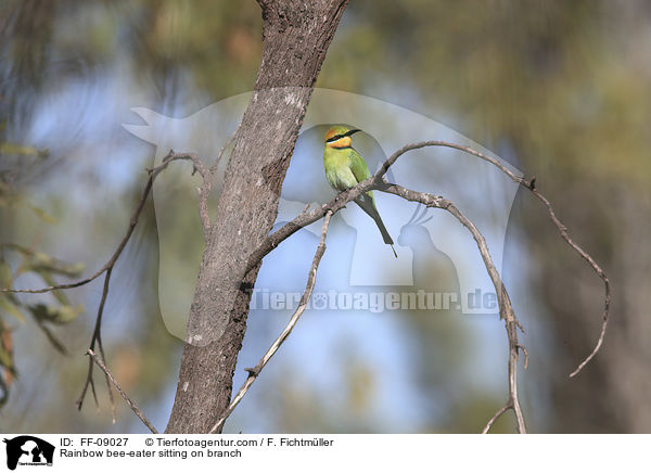 Regenbogenspint sitz auf Ast / Rainbow bee-eater sitting on branch / FF-09027