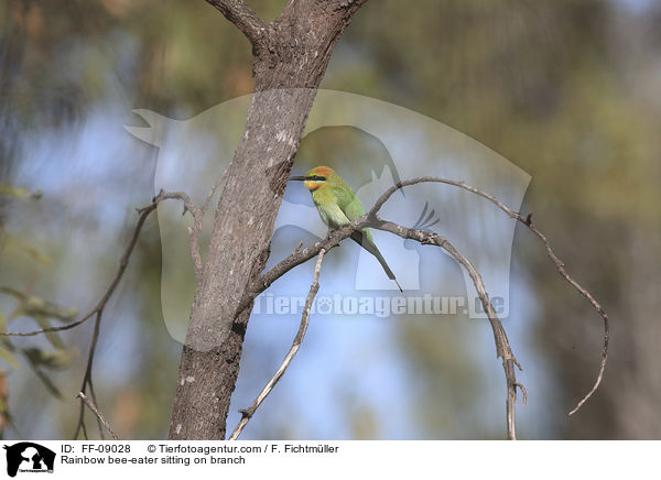 Regenbogenspint sitz auf Ast / Rainbow bee-eater sitting on branch / FF-09028